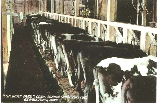 gbcows.JPG (48484 bytes)